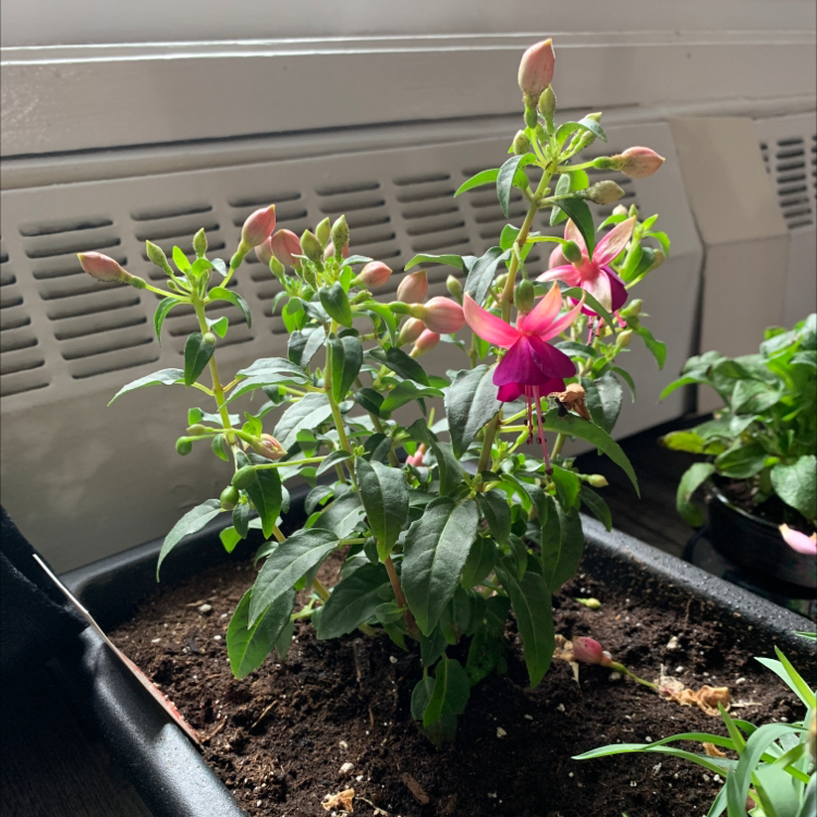 Photo of the plant species Hummingbird Fuchsia by @elVanno named Your plant on Greg, the plant care app