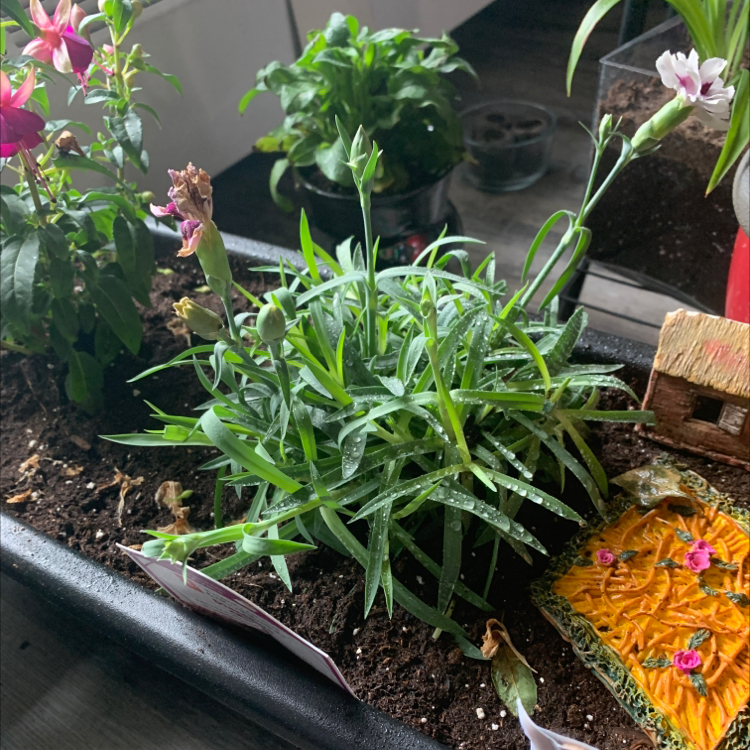 Border Carnation plant in a pot with visible soil and green leaves.