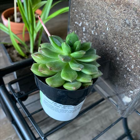 Photo of the plant species Echeveria 'Sleepy' by Elvanno named succ on Greg, the plant care app