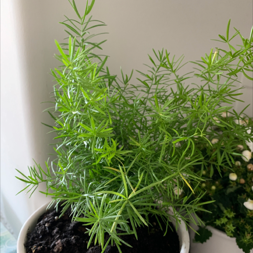 Sprenger's Asparagus plant in a white pot with visible soil and another plant in the background.
