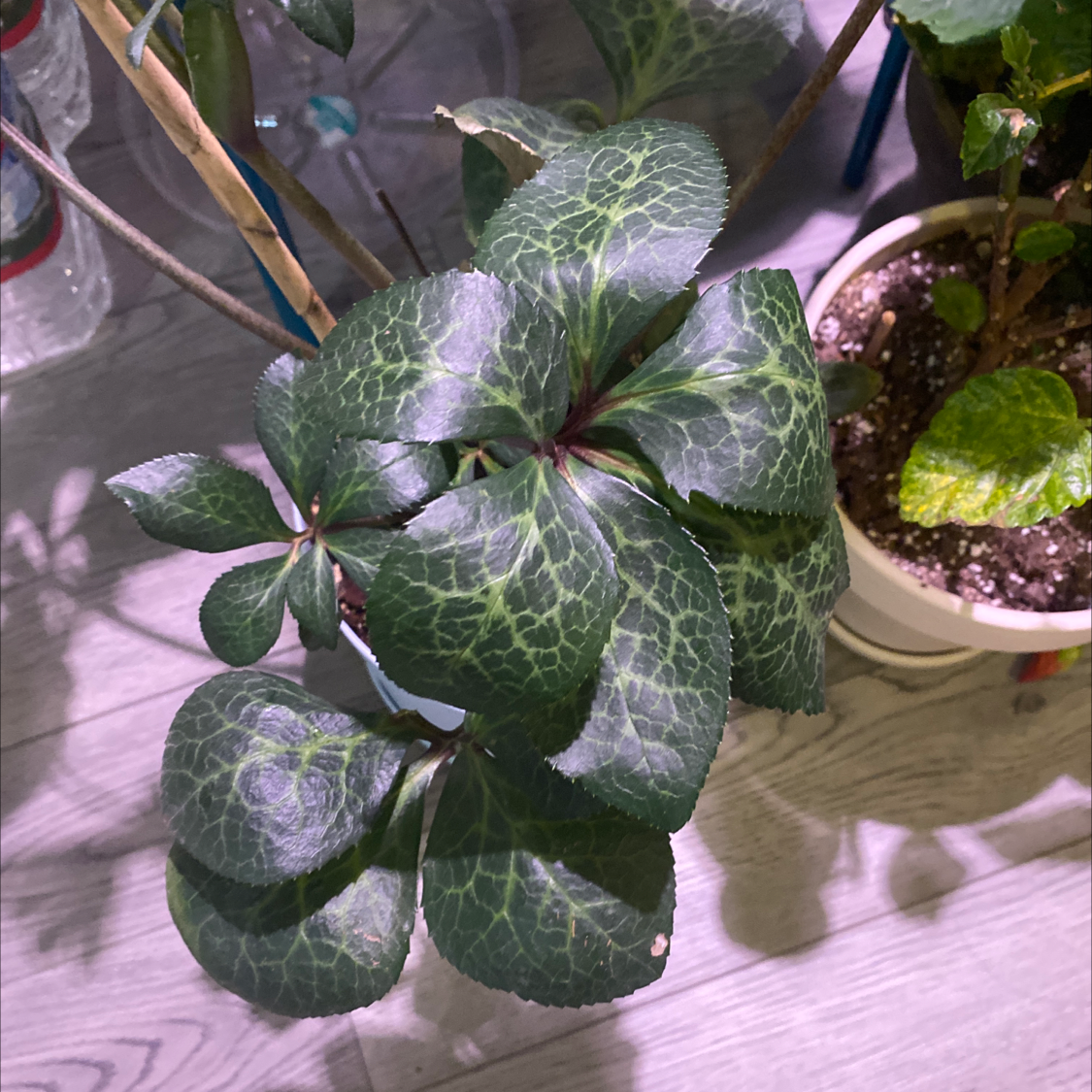 Lenten Rose plant with dark green leaves and light green veins, indoors.