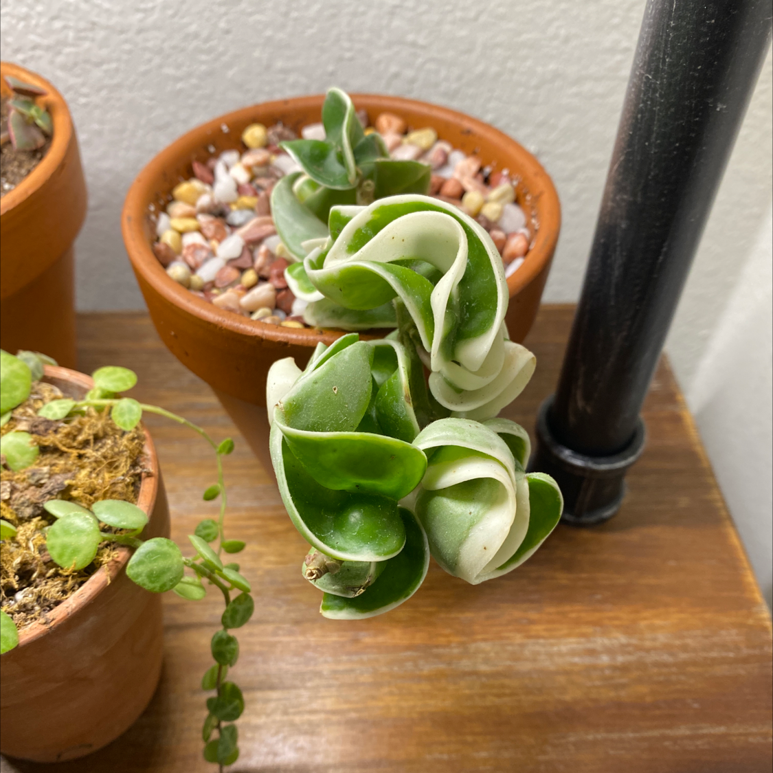 Hoya carnosa 'Compacta' plant with curled leaves in a pot, soil visible.