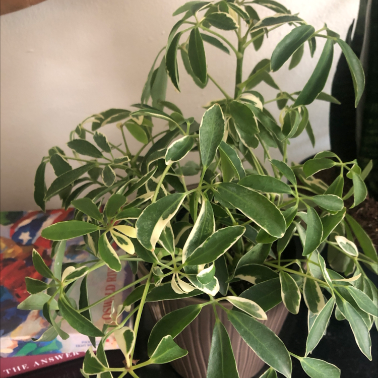 Healthy dwarf umbrella tree with dense, glossy green foliage, centrally framed and in sharp focus.