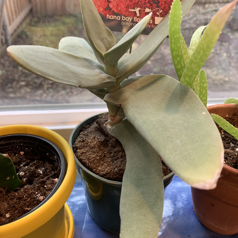 Succulent plant in a pot on a windowsill with two other plants in the background.