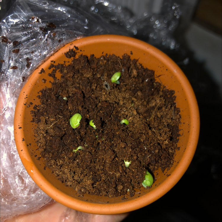 Small terracotta pot with soil and emerging green seedlings of Chinese Forget-Me-Not.