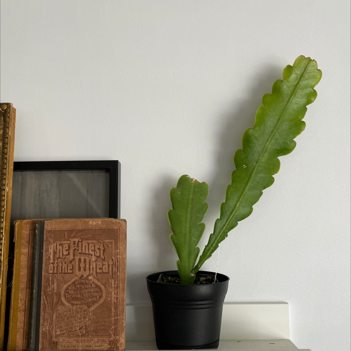 Potted Red Orchid Cactus with long, serrated green leaves, placed next to books.