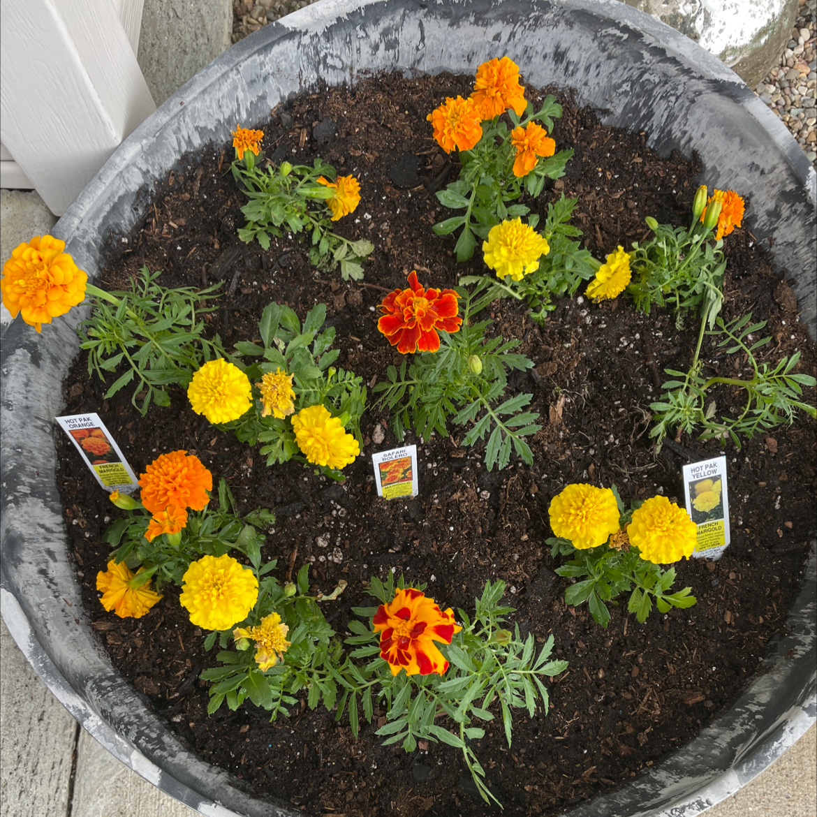 Photo of the plant species African Marigold by @Izzybelle named Marigold Bitches on Greg, the plant care app