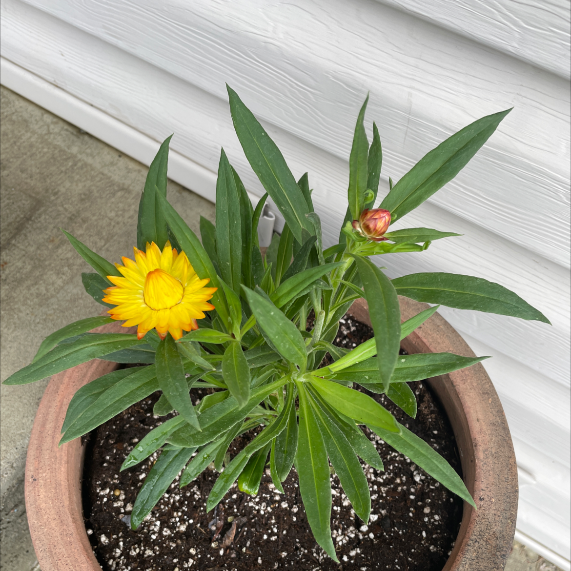Potted Strawflower plant with vibrant green leaves and a bright yellow flower.