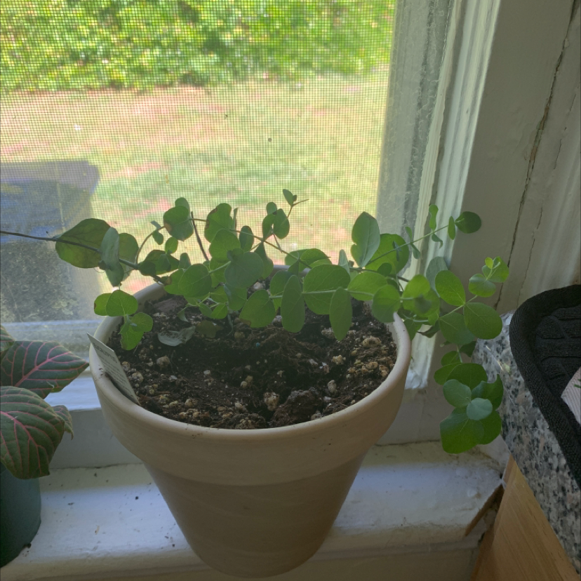 Healthy young Silver Dollar Tree plant with round green leaves growing in a tan ceramic pot on a sunny window sill.