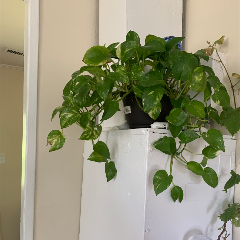 Taro Vine plant photo by @parneelll named golden pothos on Greg, the plant care app.