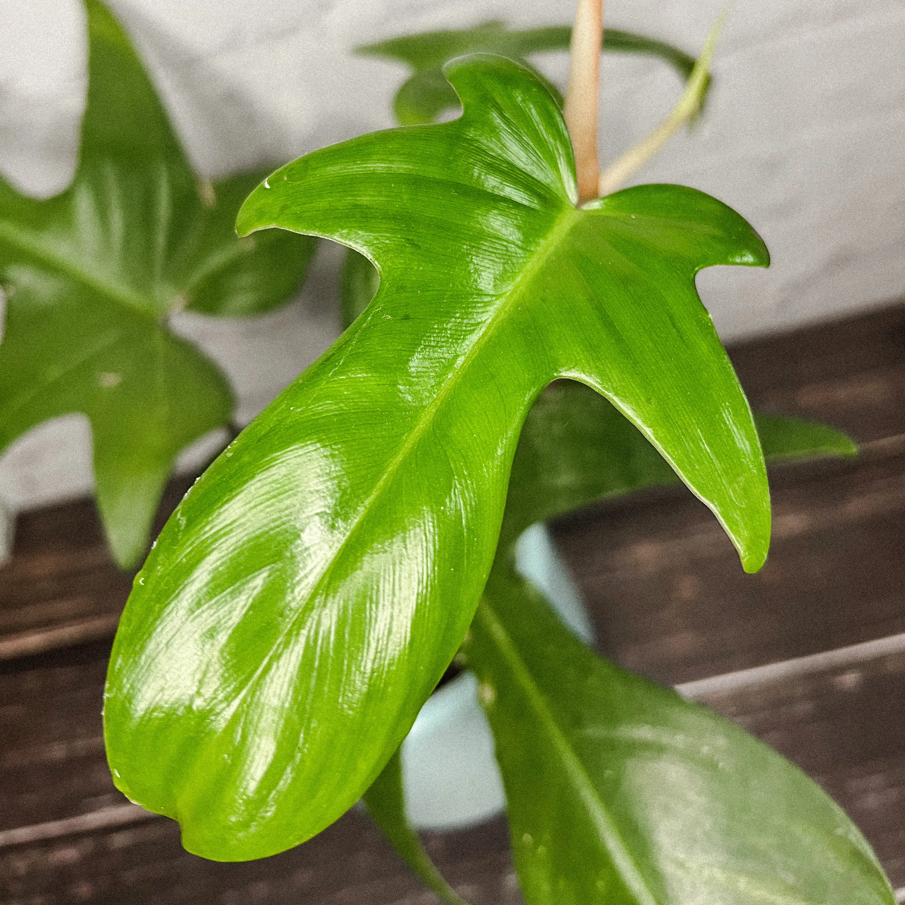 Close-up of a healthy green leaf from a Hairy Philodendron.