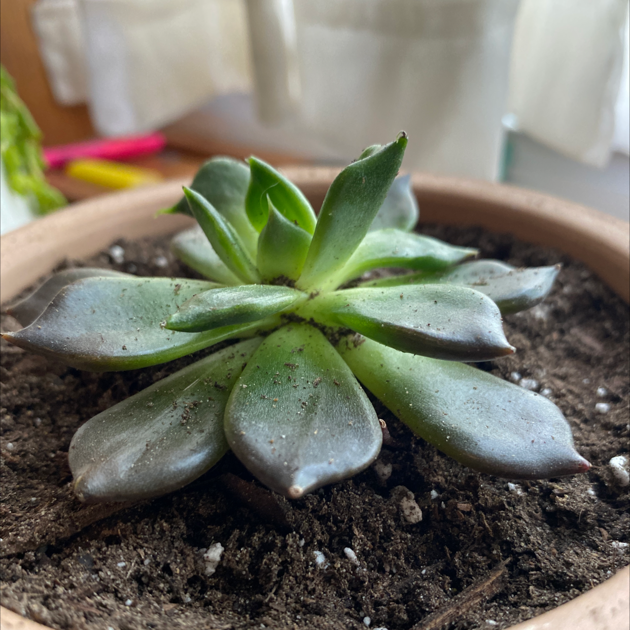 Black Prince succulent in a pot with visible soil, well-framed and in focus.