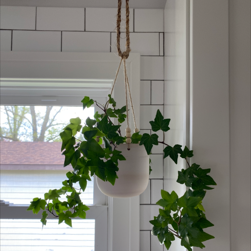 Photo of the plant species English Ivy by @Kalyn2021DB named Ivy on Greg, the plant care app