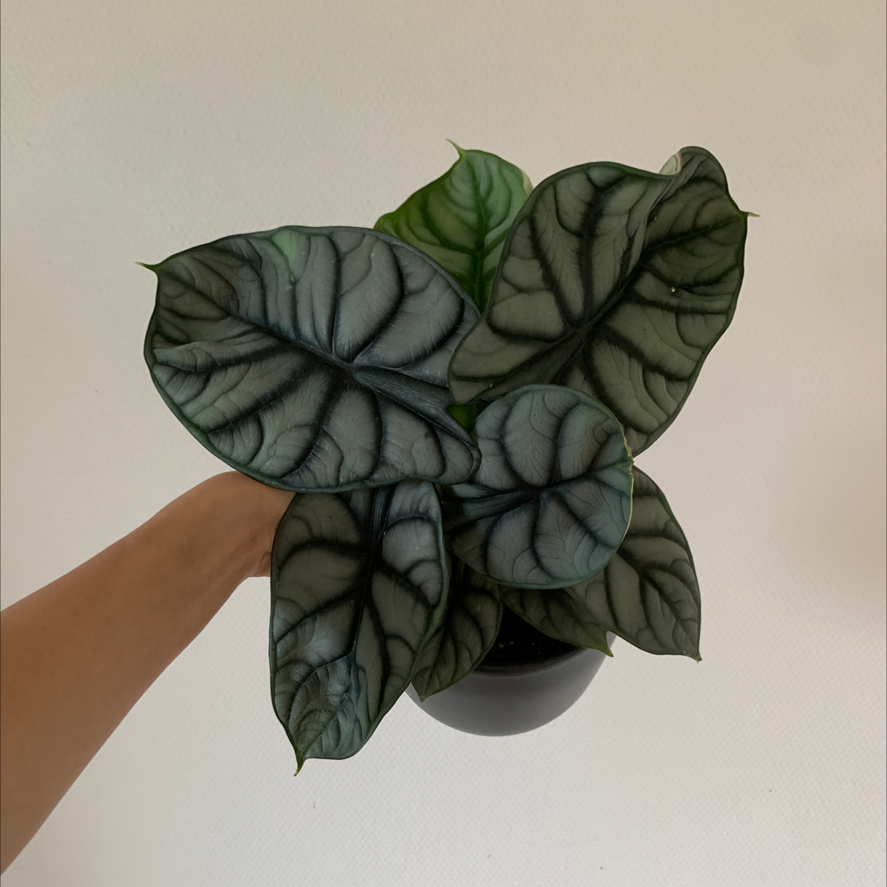 Photo of the plant species Alocasia Silver Dragon by Ming named Your plant on Greg, the plant care app