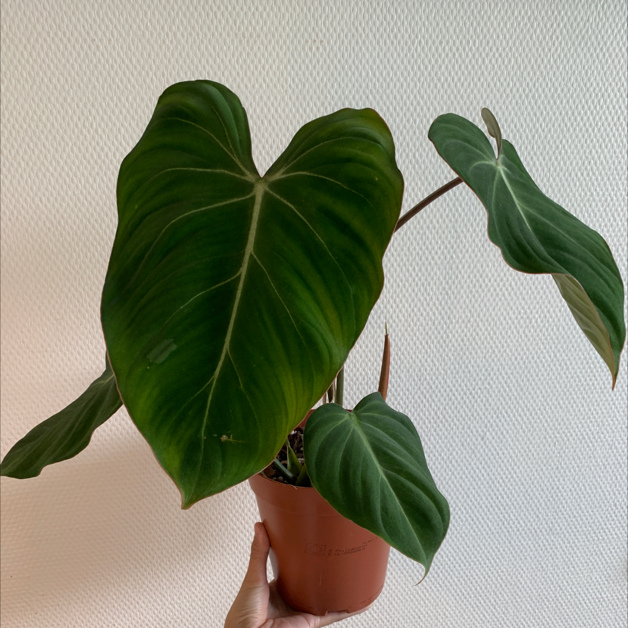 Philodendron gloriosum plant with large, healthy green leaves in a pot held by a hand.