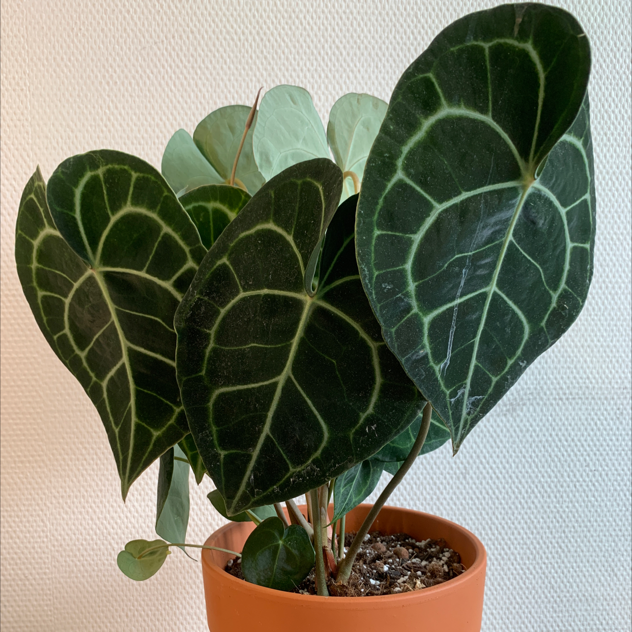 Photo of the plant species Velvet Cardboard Anthurium by Ming named Your plant on Greg, the plant care app