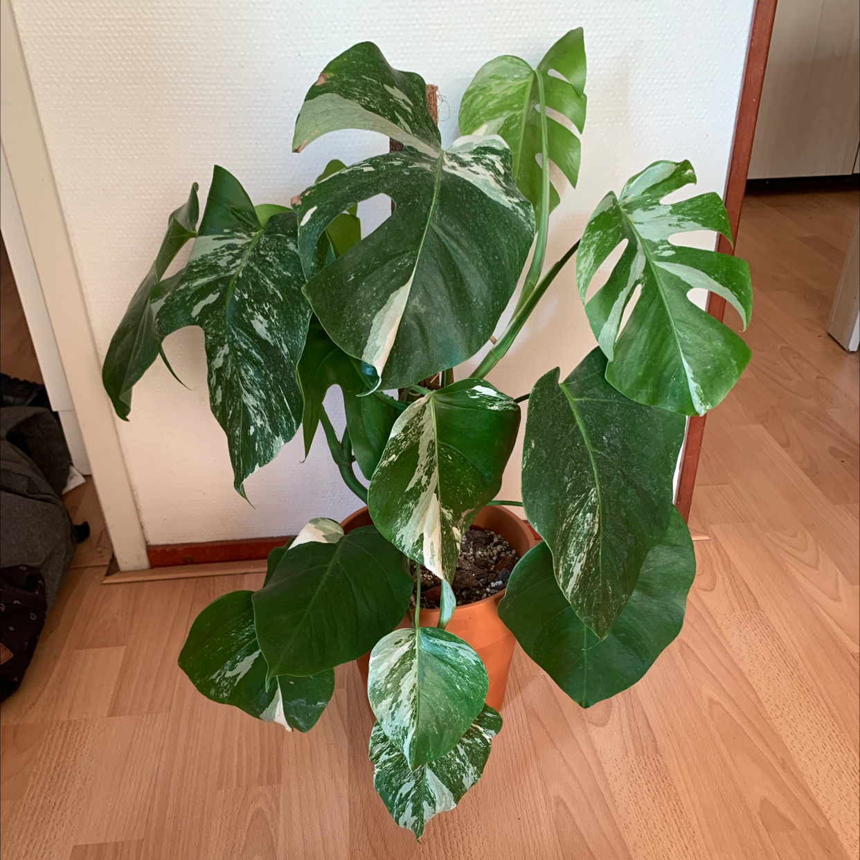 Monstera 'Albo' plant with variegated leaves in a pot indoors.