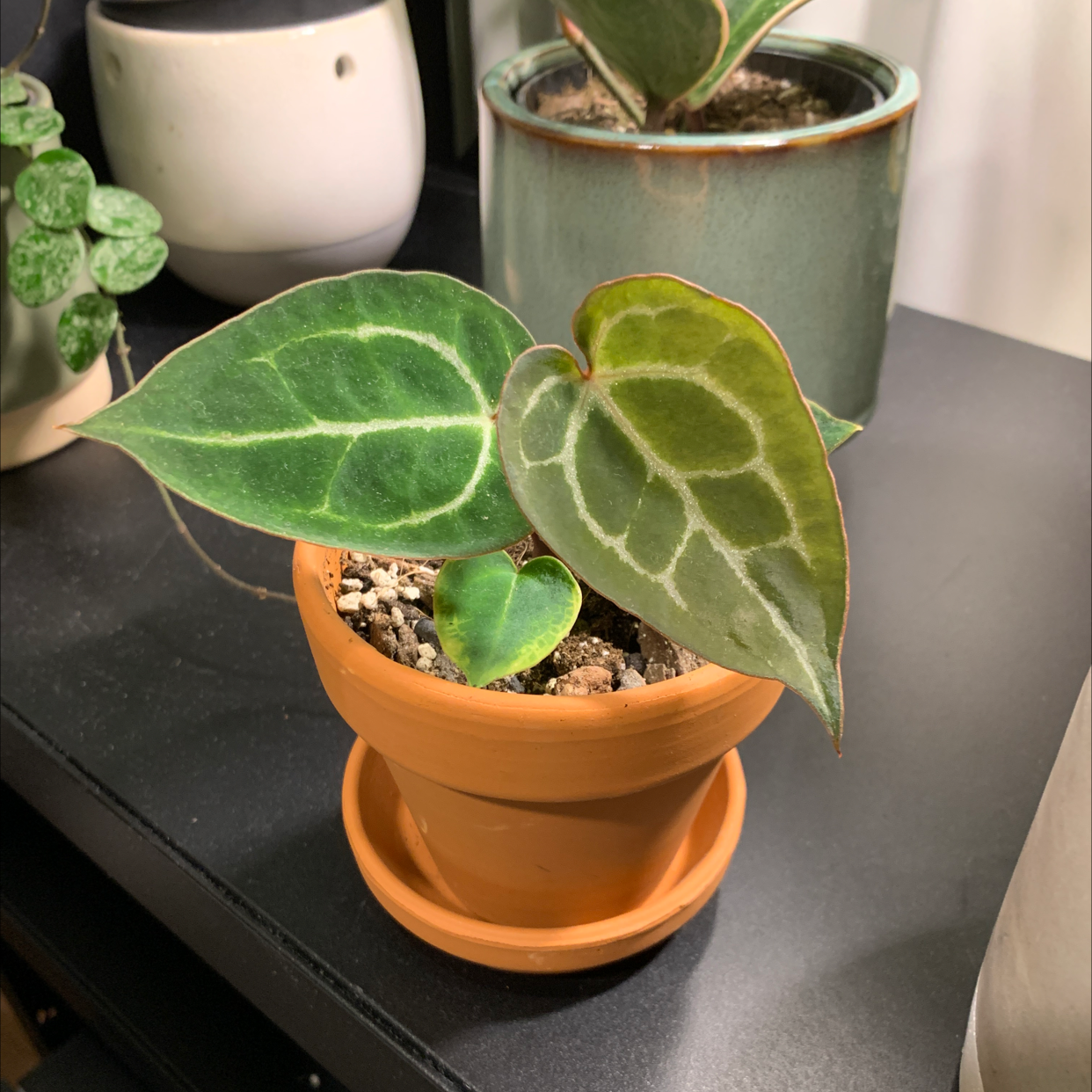 Potted Crystal Anthurium with healthy, heart-shaped leaves and visible soil.