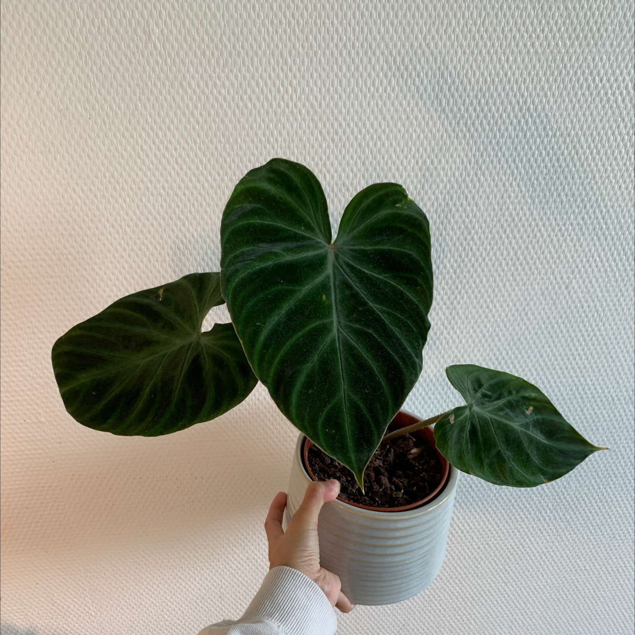 Ecuador Philodendron plant with three large, dark green leaves in a pot held by a hand.