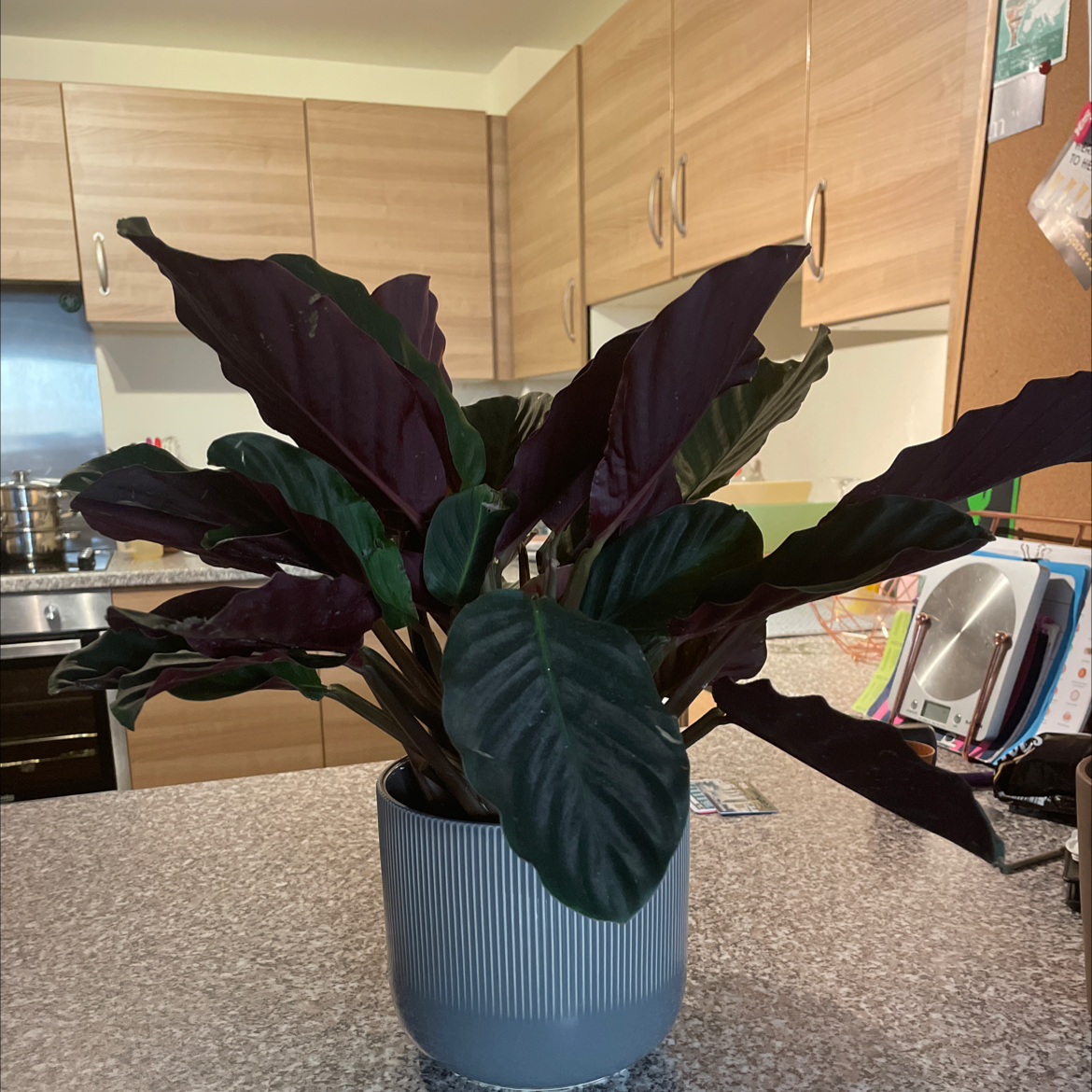 Photo of the plant species Goeppertia crocata by @Jellyloveheart named Ruby on Greg, the plant care app