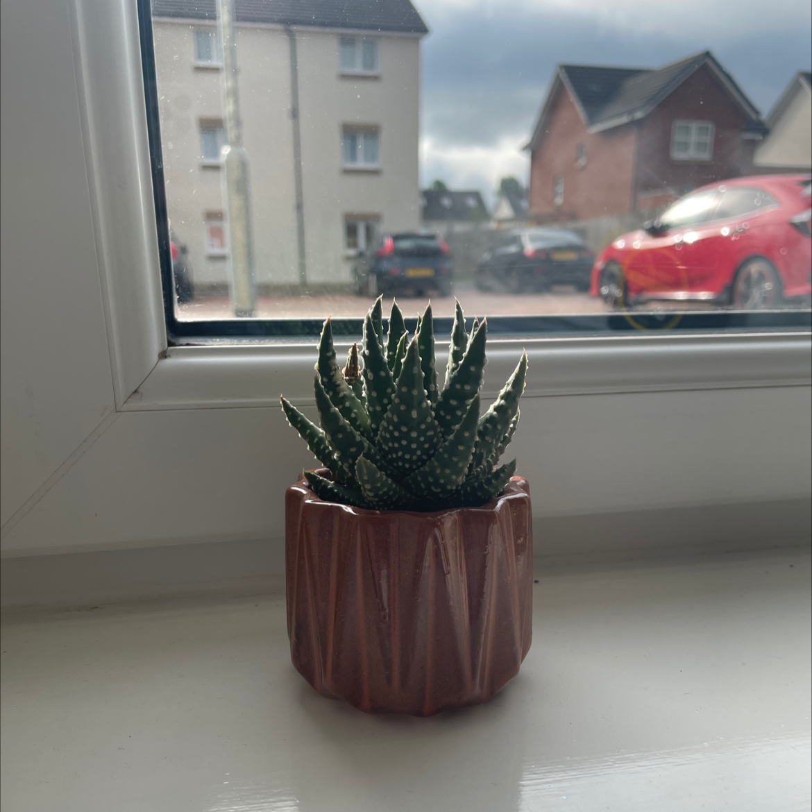 Photo of the plant species Pearl Plant by @Jellyloveheart named Leah on Greg, the plant care app