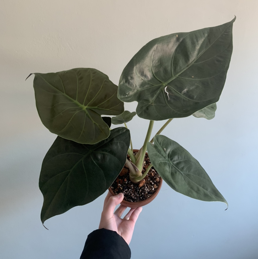 Photo of the plant species Hardy Elephant Ears by @Archiebond named Alocasia wentii on Greg, the plant care app