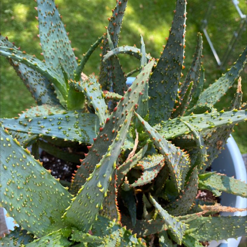 Plant care for Knotted Rush on Greg, the plant care app