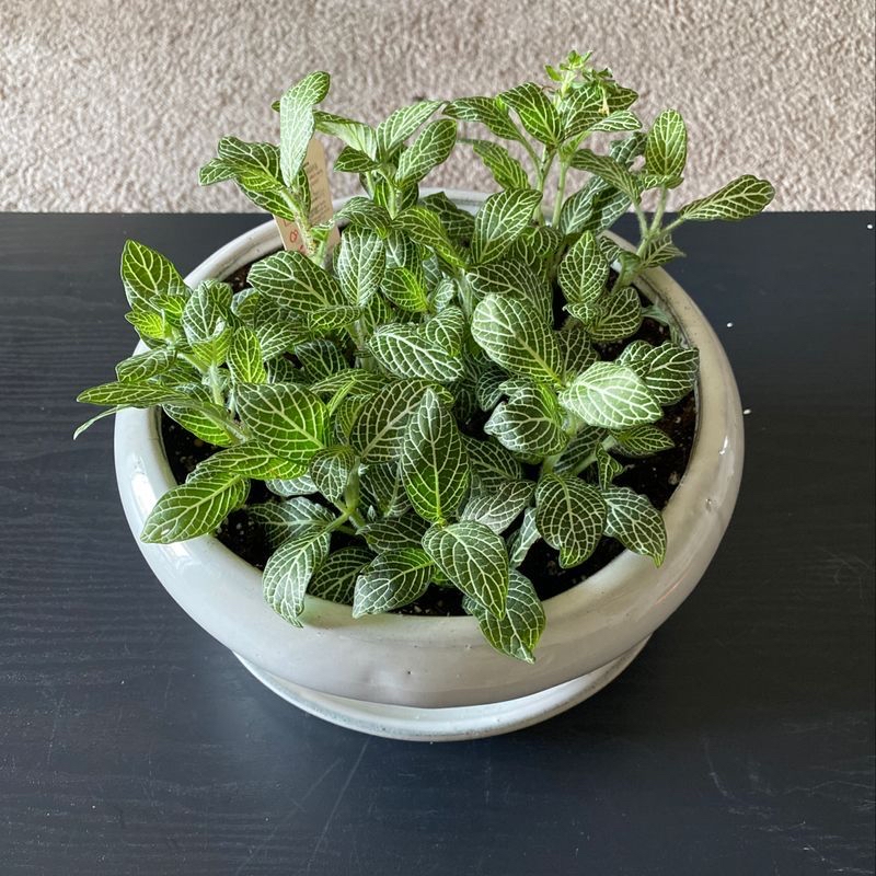 Healthy Nerve Plant (Fittonia) in a white pot with vibrant leaves and distinct white veining.