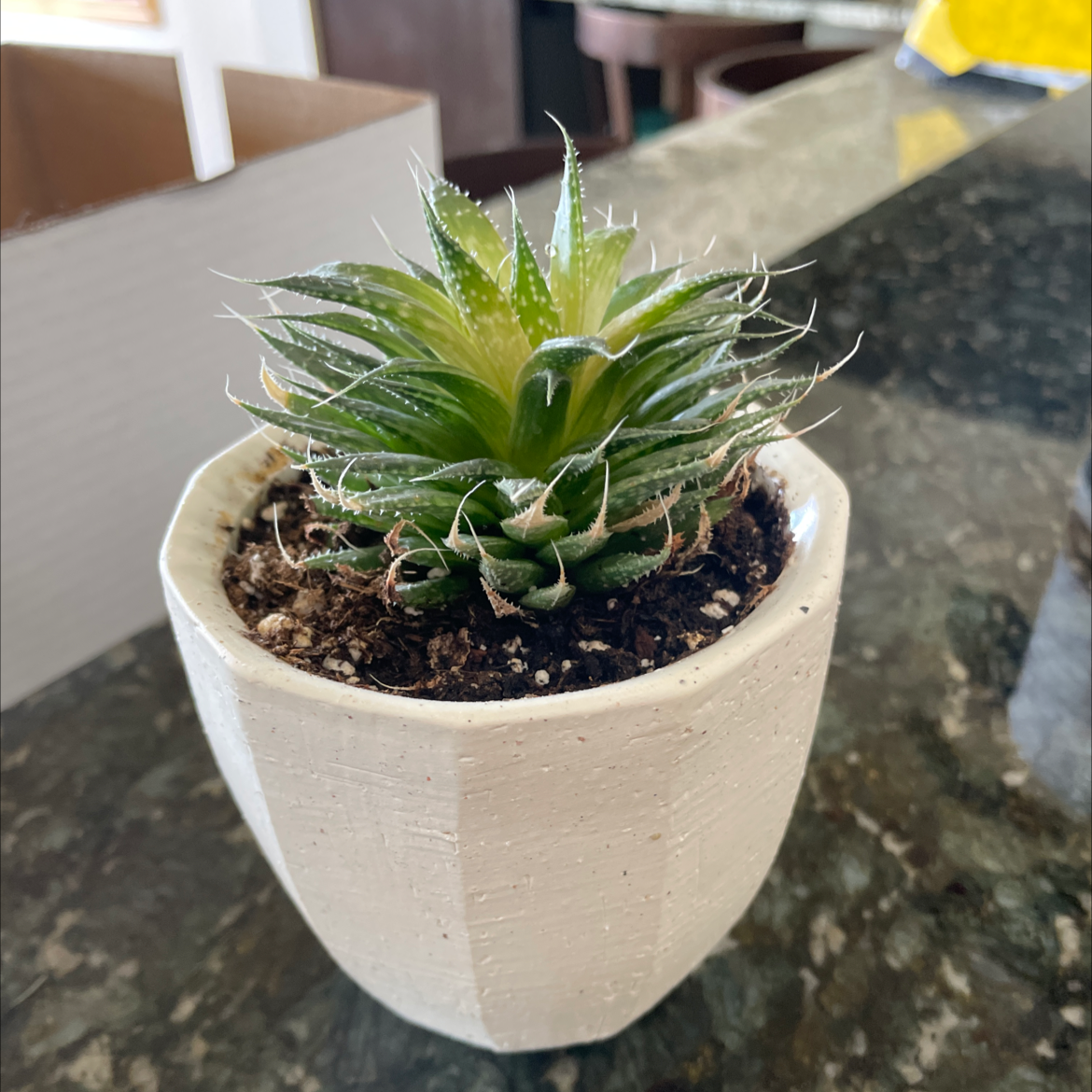 Photo of the plant species Aloe Aristata by @andrea.wendricks named Miley on Greg, the plant care app