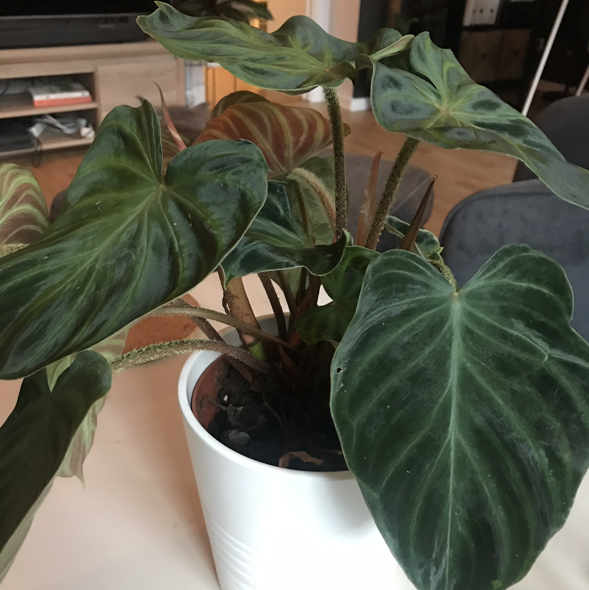 Photo of the plant species Ecuador Philodendron by Rebecca named Verrucosum on Greg, the plant care app