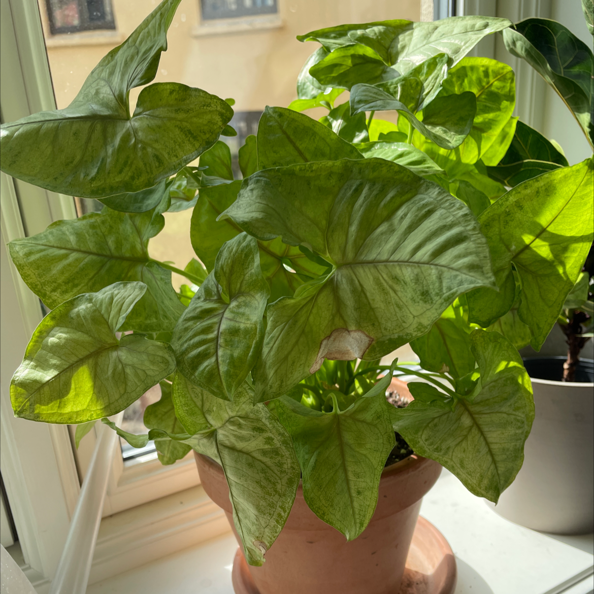 Photo of the plant species Syngonium 'Gold Allusion' by Rebecca named Bob on Greg, the plant care app