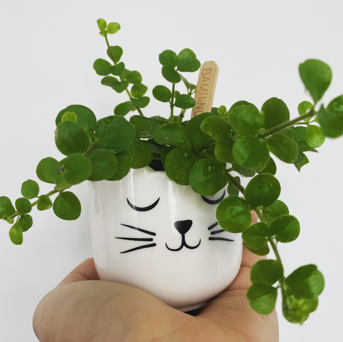 Photo of the plant species Trailing Jade by Rebecca named Peperomia Rotundifolia on Greg, the plant care app