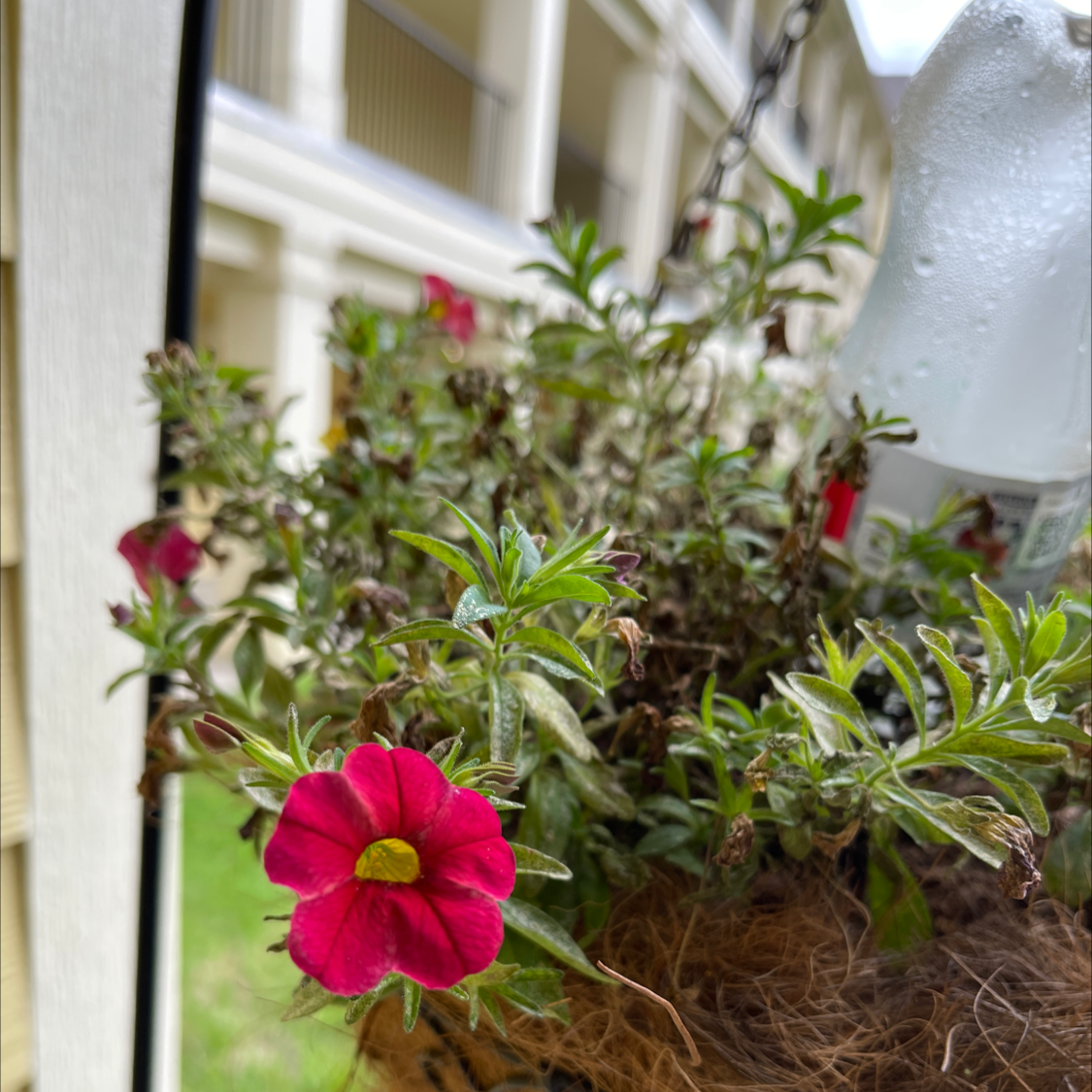 Million Bells plant in a hanging basket with visible flowers and some wilting.