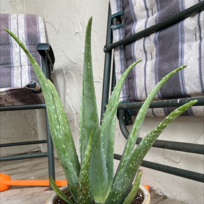 Aloe vera plant photo by @Nebulora named Marshmaloe on Greg, the plant care app.