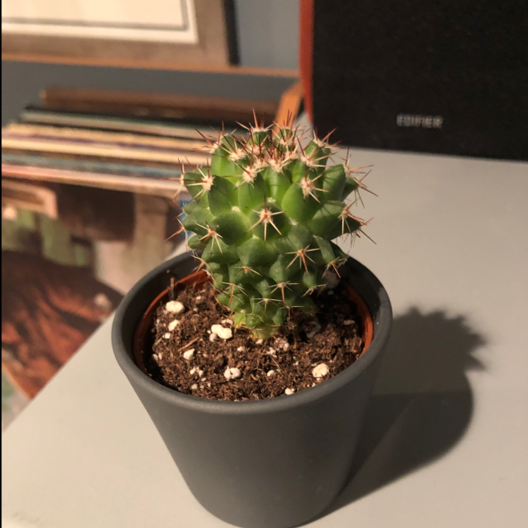 Scarlet Hedgehog Cactus in a pot with visible soil, well-framed and in focus.