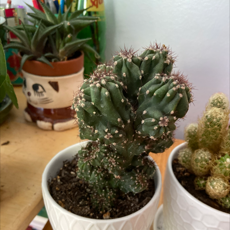 Potted Scarlet Hedgehog Cactus with visible soil, well-framed and in focus.