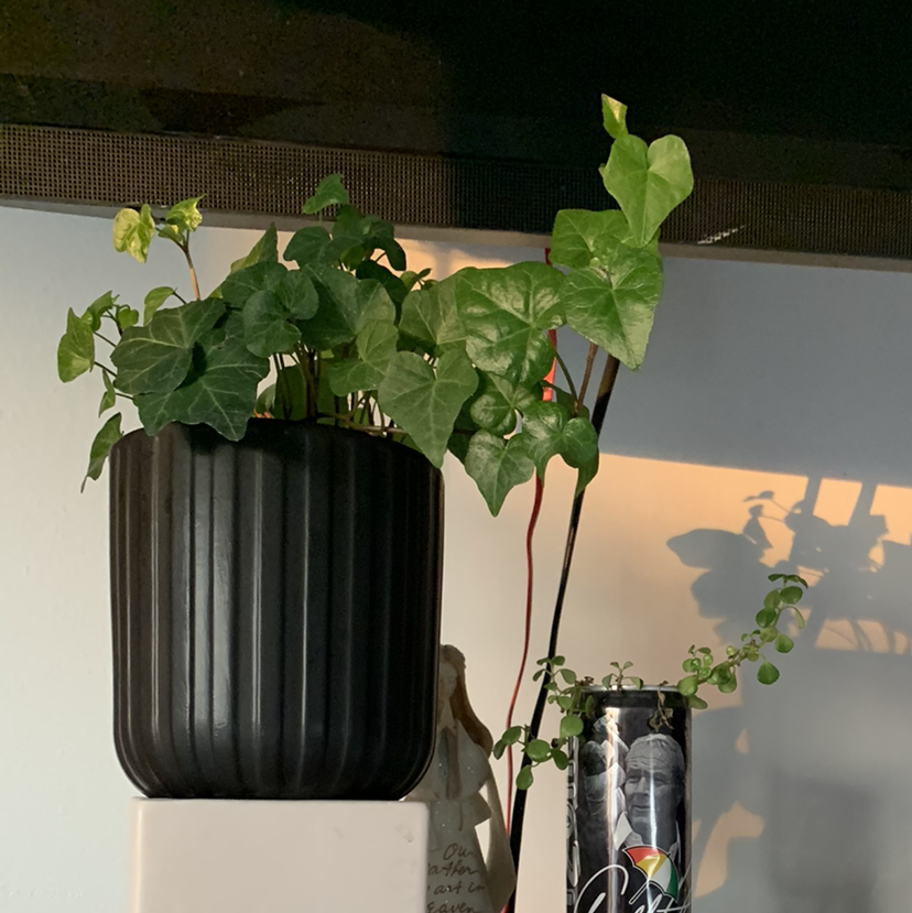 English Ivy plant photo by @miranda.westo named tom on Greg, the plant care app.