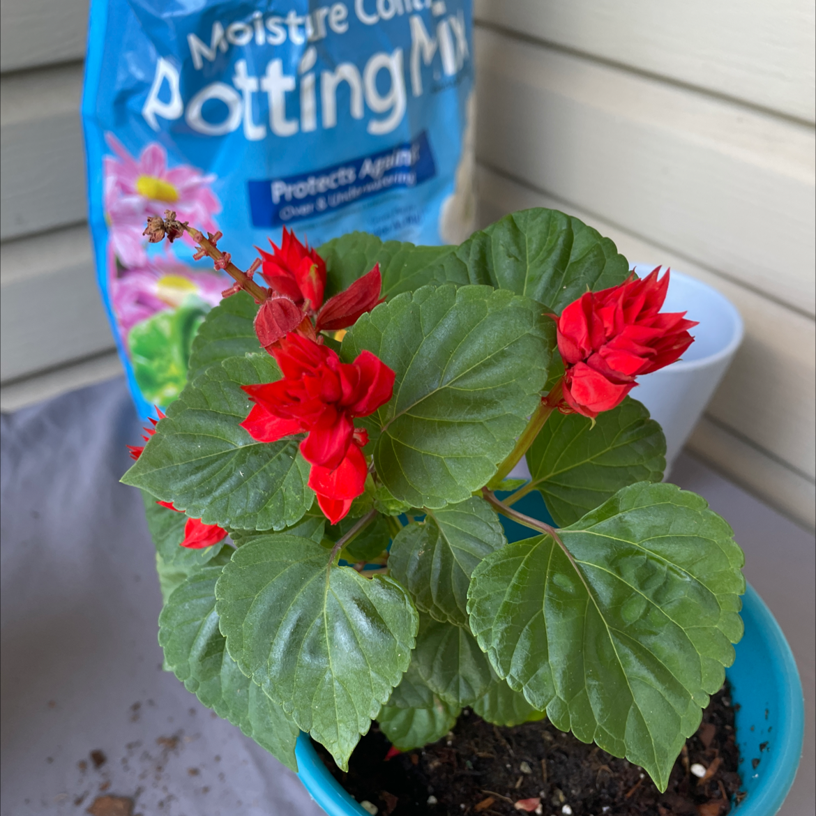 Photo of the plant species Scarlet Sage by @Stephinga72 named Betty Boop on Greg, the plant care app