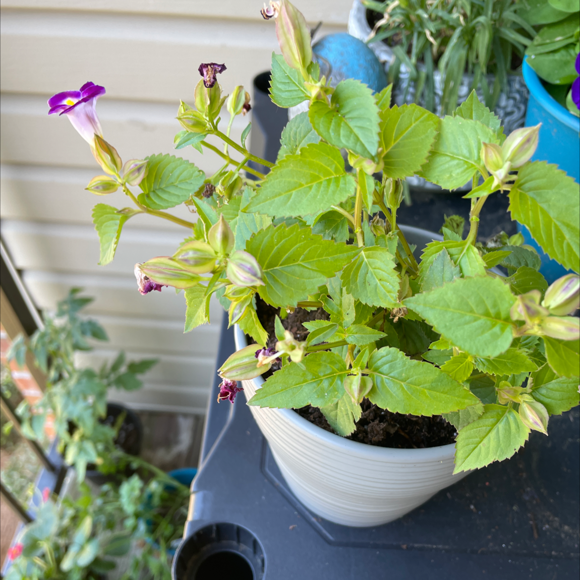 Photo of the plant species Wishbone Flower by @Stephinga72 named Chick Lil on Greg, the plant care app