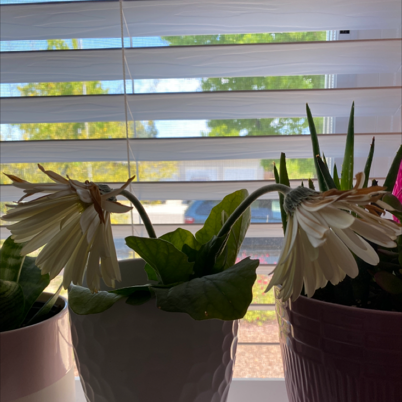 Why Is My Gerbera Not Doing Well?
