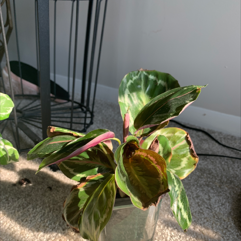 Calathea 'Medallion' plant with some browning leaves in a glass container on a carpeted floor.