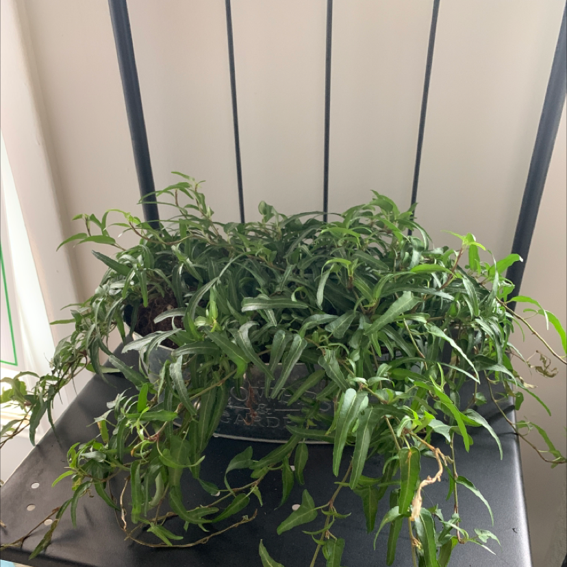 Corkscrew Willow plant with twisted leaves, placed indoors on a black surface.