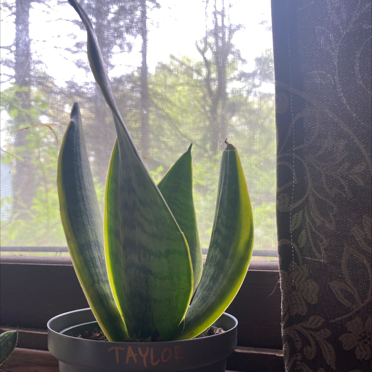 Snake Plant plant photo by @Ellsbells11 named Taylor on Greg, the plant care app.