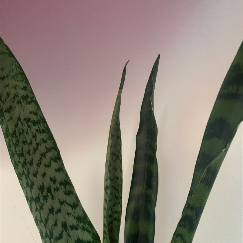Snake Plant plant photo by Stella named Aria on Greg, the plant care app.