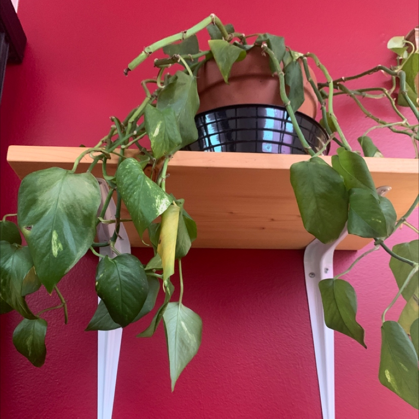 Taro Vine plant photo by Stella named Xena on Greg, the plant care app.