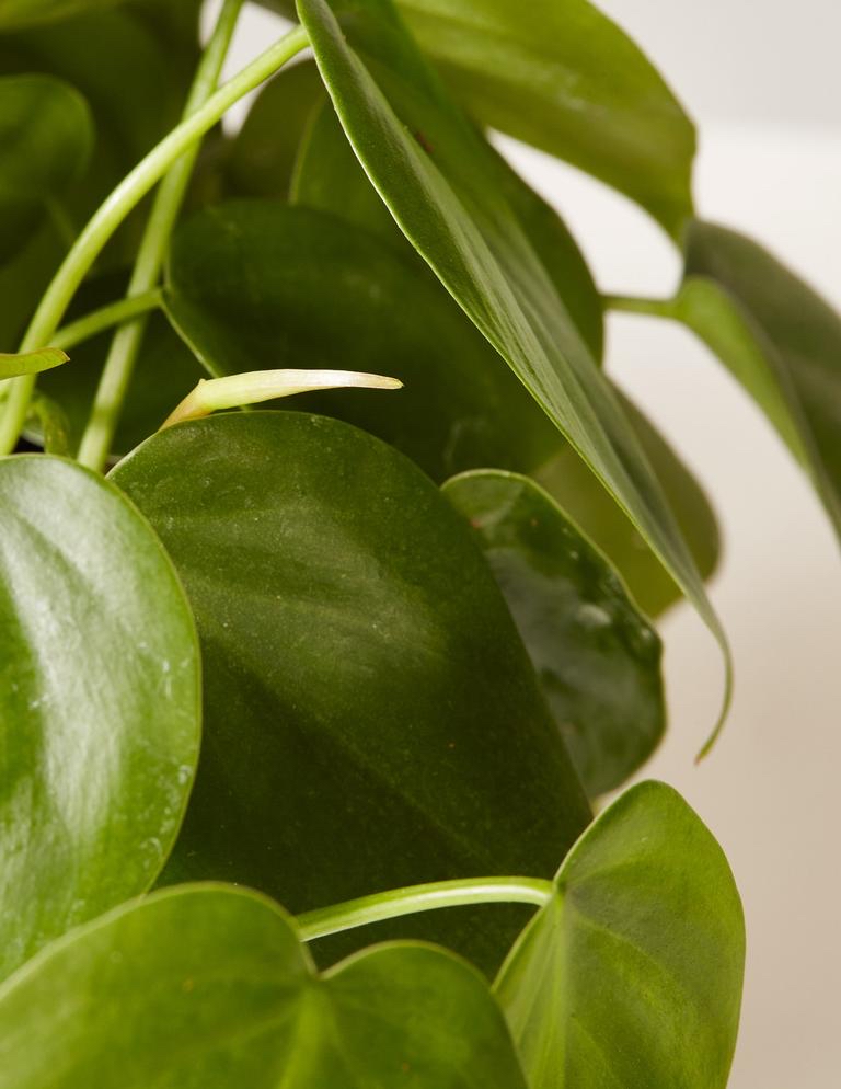 Photo of the plant species Daphne odora by Bridget named Philodenrons (multiple) on Greg, the plant care app