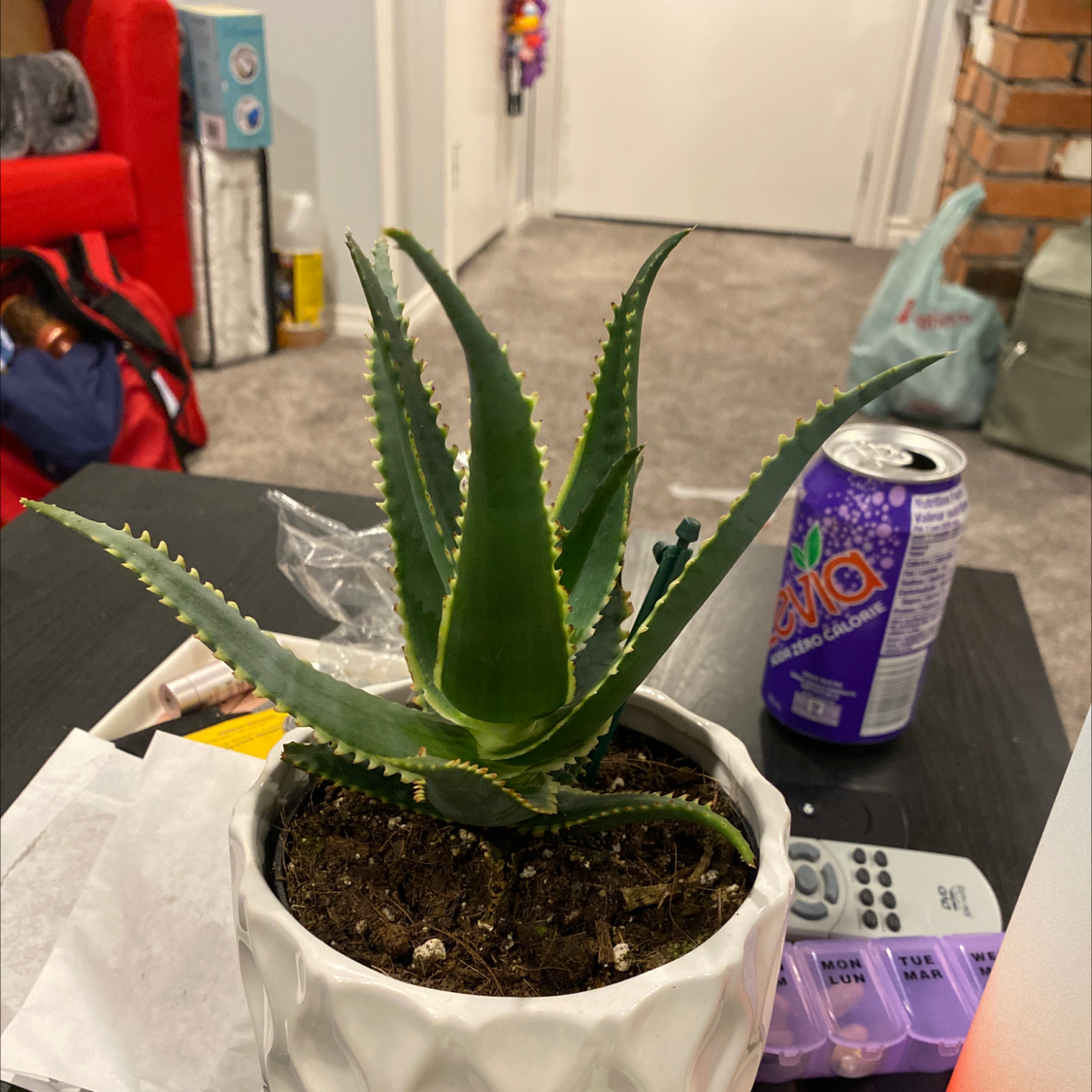 Cape Aloe plant in a white pot with visible soil, placed on a table.
