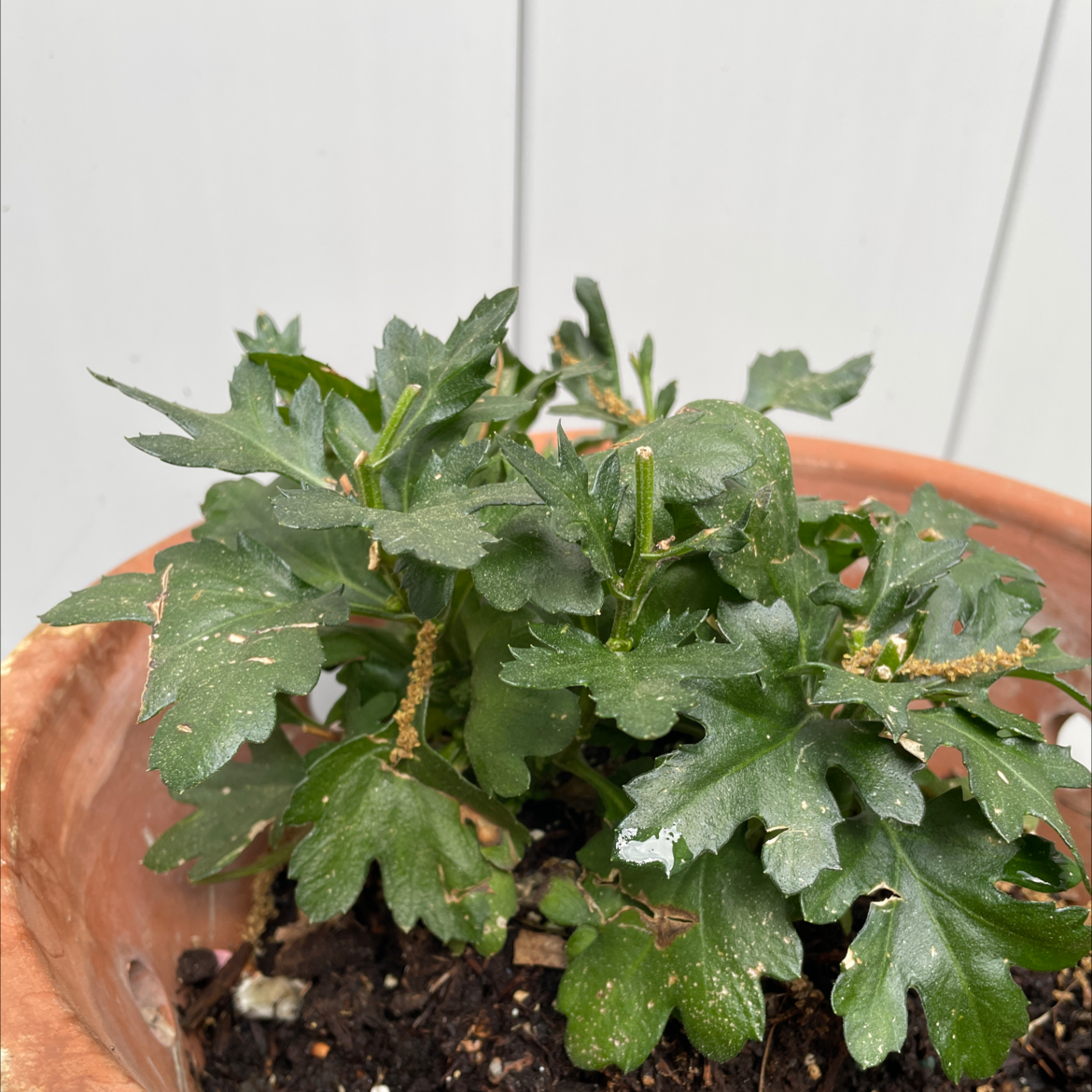 Potted Garden Ranuncula plant with green leaves and visible soil.