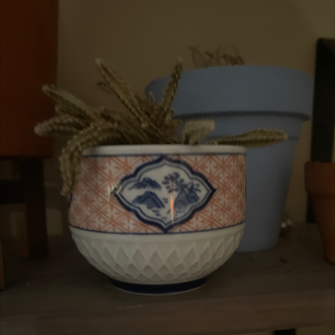 Photo of the plant species Timothy Grass by Julia named Myrtle on Greg, the plant care app