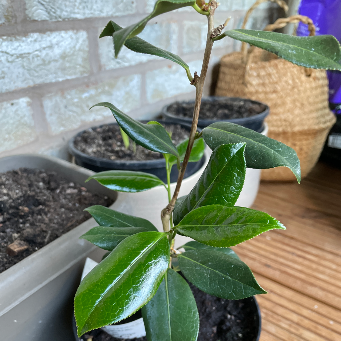 Photo of the plant species Philippa Forwood by Hamish named Philippa Forwood on Greg, the plant care app